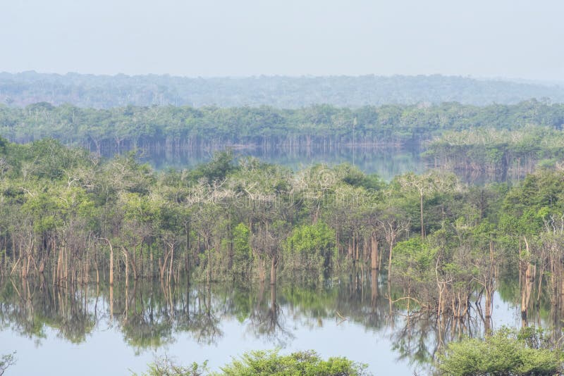 Amazon scenic landscape
