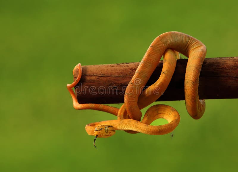 The Amazon Tree Boa Corallus Hortulanus Hanging from the Green Branch