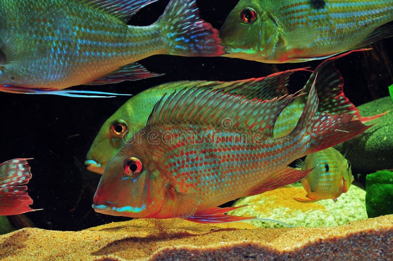 Amazon tropical fish stock photo. Image of amzon, amazon 47698404