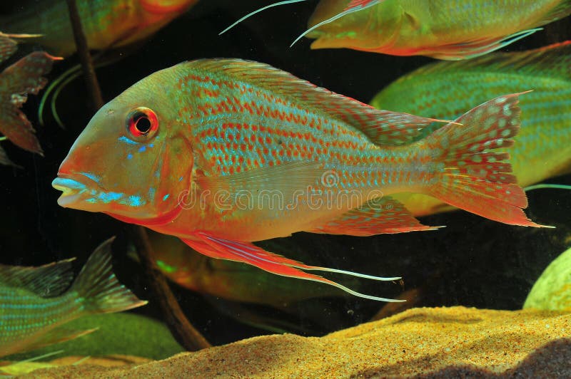 Amazon tropical fish stock image. Image of hobby, spitting 47699231
