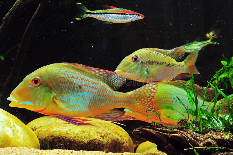 Amazon tropical fish stock image. Image of cichlids, tropical 47699281