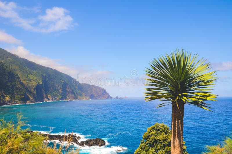 Amazonas norra kusten av ön Madeira, Portugal, fotograferad med ett tropiskt palmträd Vackra branta klippor täckta av gröna royaltyfria bilder Amazonas norra kusten av ön Madeira, Portugal, fotograferad med ett tropiskt palmträd Vackra branta klippor täckta av gröna royaltyfria bilder