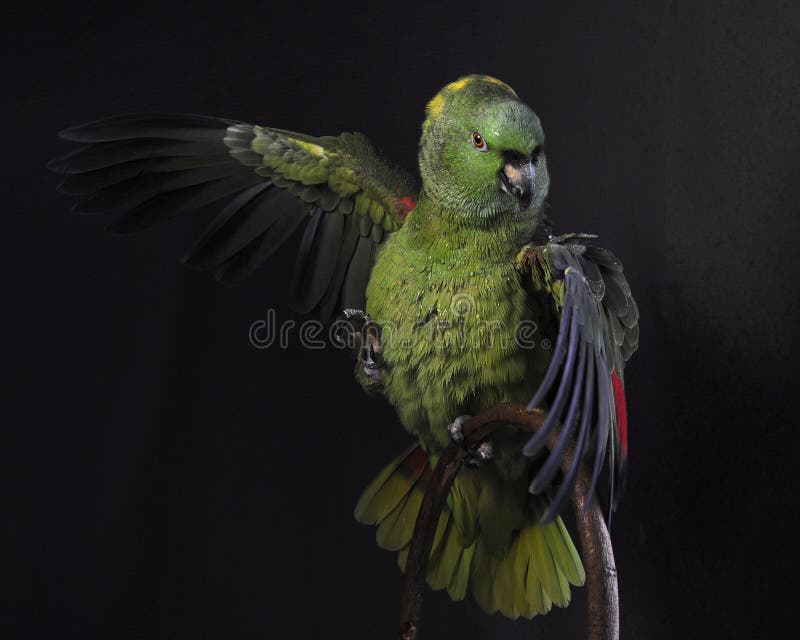 Amazone jaune-naped, auropalliata d'Amazona photo libre de droits Amazone jaune-naped, auropalliata d'Amazona photo libre de droits