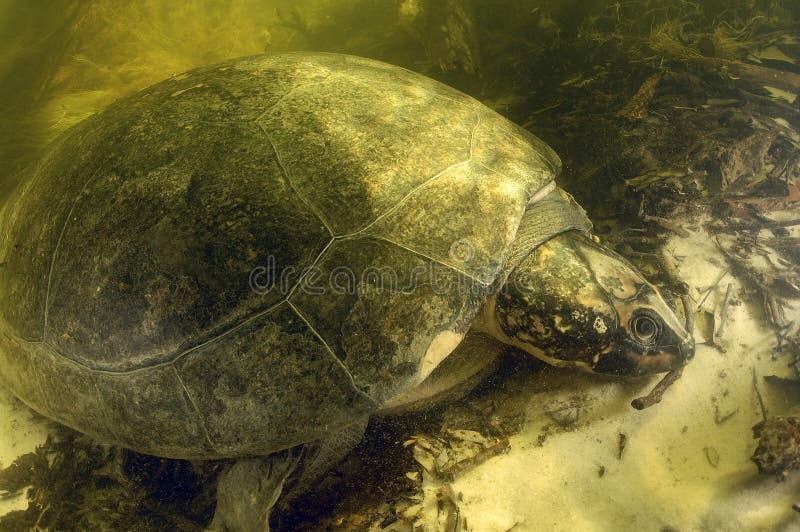 AMAZONIA TURTLE/podocnemis expansa arkivbilder AMAZONIA TURTLE/podocnemis expansa arkivbilder