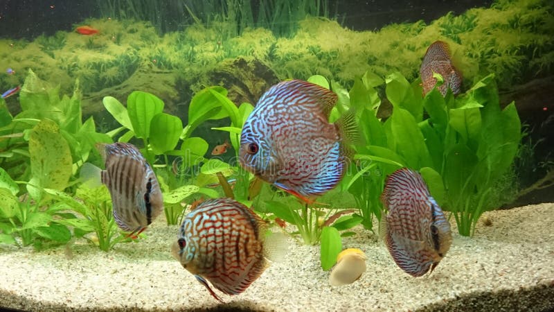 Aquarium - Exotic Fish Species Stock Photo - Image of imaengine, aqua ...