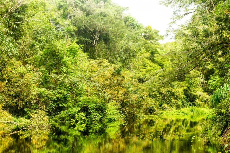 Amazonian Jungle Theme stock photo. Image of environment 61381884