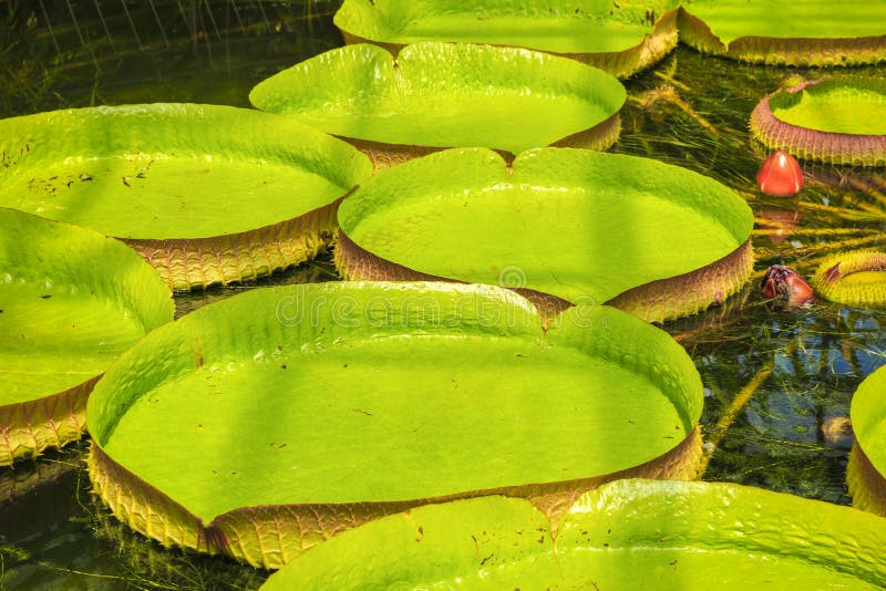 Amazonian water lilies stock image. Image of blossom 77289561