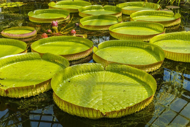 Amazonian water lilies stock image. Image of leaf, aquatic 77289571