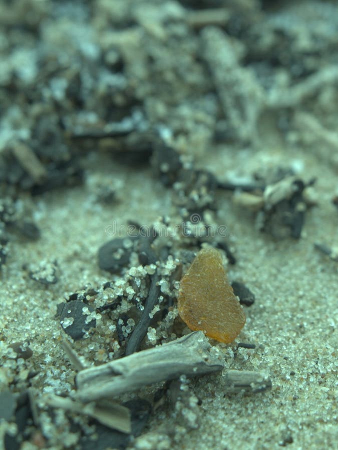 Amber from Baltic Sea