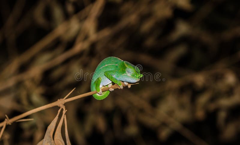 Petter's Chameleon in Amber Mountain National Park Madagascar