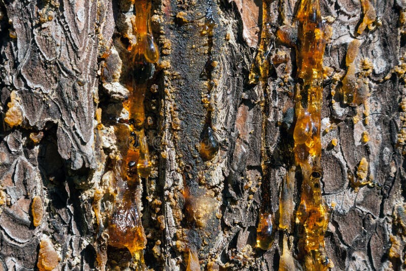 Amber pitch on bark of a brown rough pine trunk. stock images