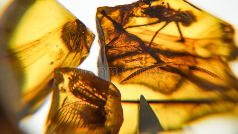 Amber Steen Authentieke Baltische amber met voorhistorische fossiele insectmacro Vergrootglas en stijgen amber