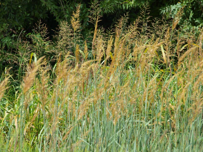 With the wettest September on Record, the Amber Waves of Grain have arrived. With a wind gusting to 20 MPH, the waves were beautiful. With the wettest September on Record, the Amber Waves of Grain have arrived. With a wind gusting to 20 MPH, the waves were beautiful.