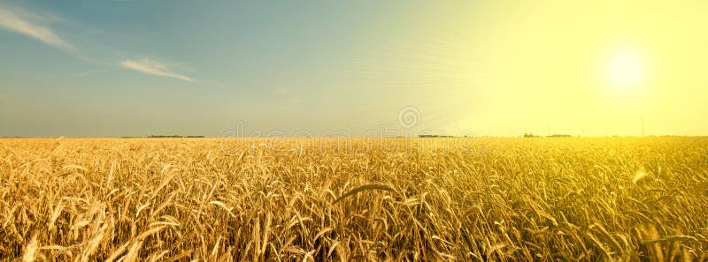 Amber Waves of Grain royalty free stock images Amber Waves of Grain royalty free stock images