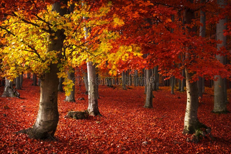 Ambiente autunnale della foresta immagini stock