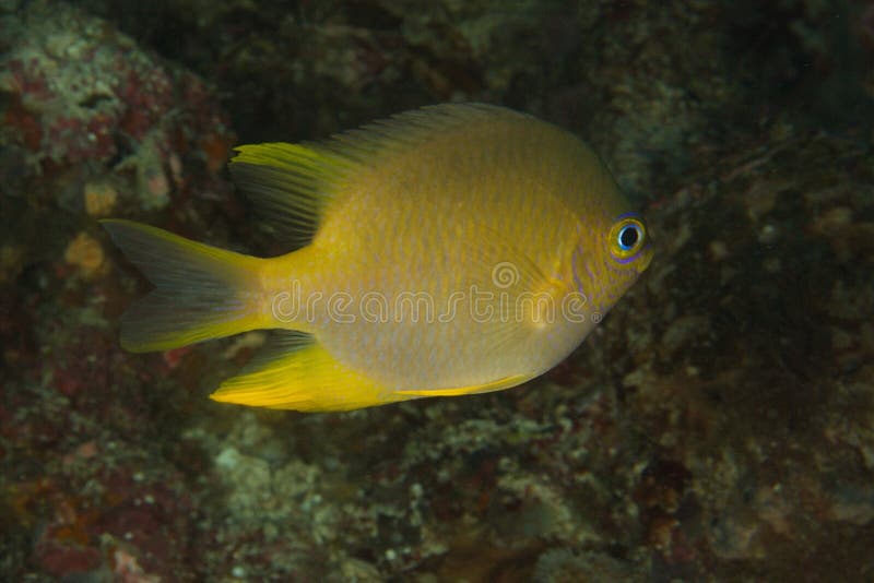 Amblyglyphidodon áureo - damsel dourado imagens de stock Amblyglyphidodon áureo - damsel dourado imagens de stock