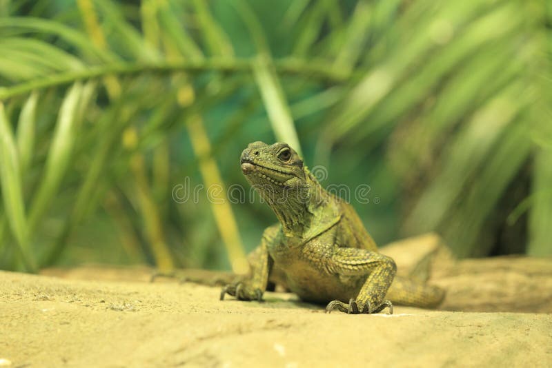 Amboina Sail finned lizard