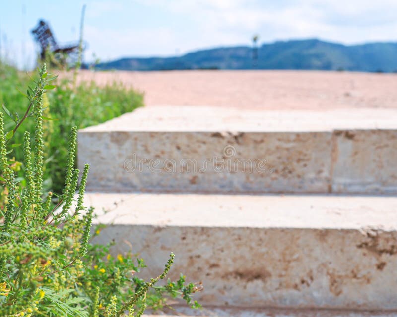 Ambrosia Blossoms in a Public Place, Quarantine Weeds Concept Stock