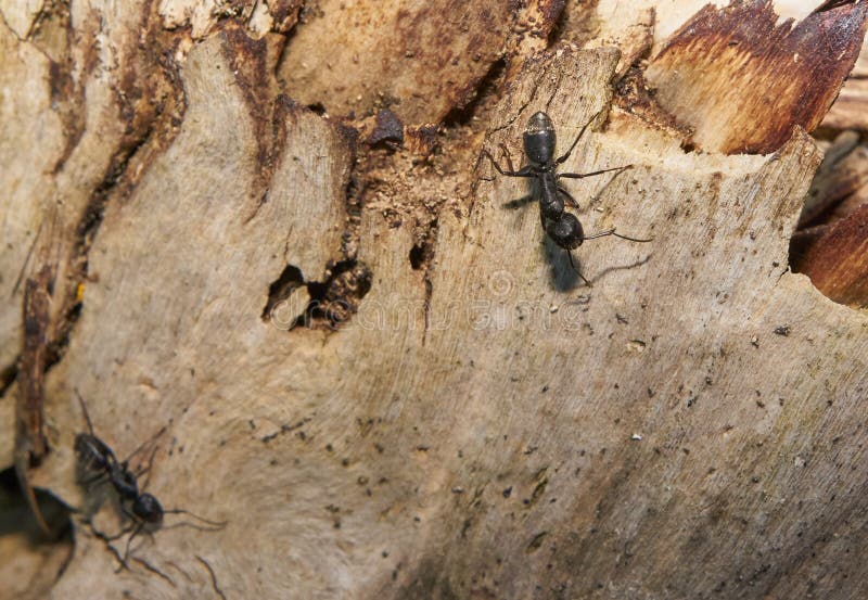 Ameisen auf einer Baumstammfunktion, zum eines Schutz in einem Wald im Frühjahr zu errichten lizenzfreies stockfoto Ameisen auf einer Baumstammfunktion, zum eines Schutz in einem Wald im Frühjahr zu errichten lizenzfreies stockfoto