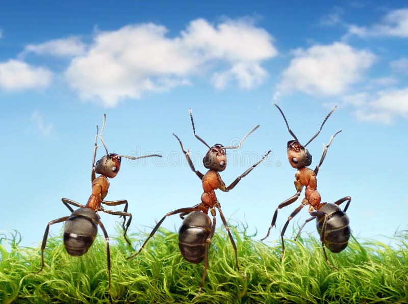 Ameisen auf Gras