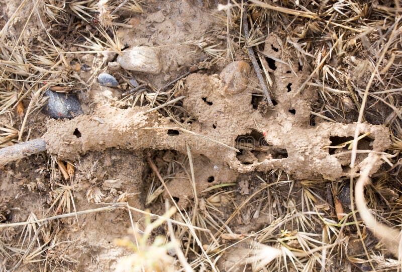Viele Ameisen Aus Den Grund Stockbild Bild von tier