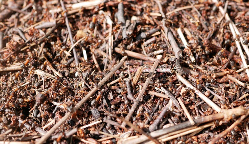 Ameisen, die an einem Ameisenhaufen arbeiten Naturbewahrung oekosystem teamwork Kleine Insekten lizenzfreies stockfoto Ameisen, die an einem Ameisenhaufen arbeiten Naturbewahrung oekosystem teamwork Kleine Insekten lizenzfreies stockfoto