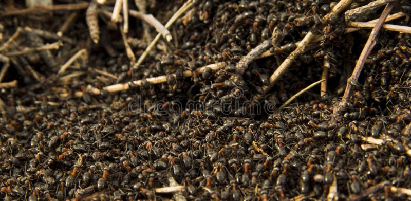 Ameisen Im Ameisenhaufen in Der Mikroskala Stockfoto - Bild von makro ...