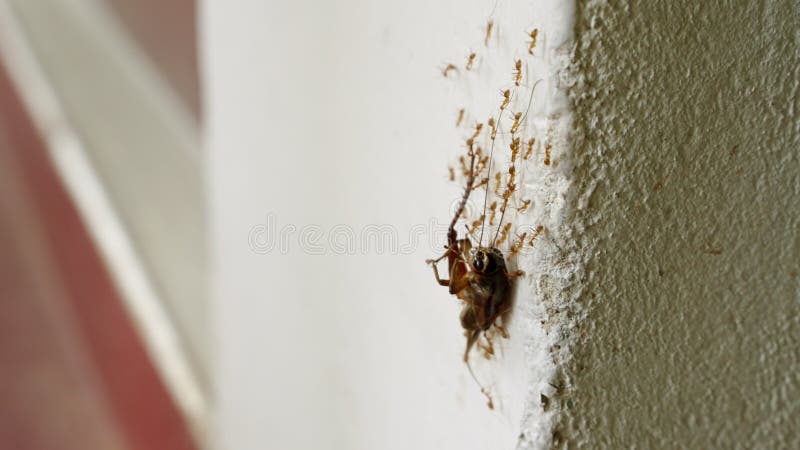 Ameisenenteam hebt Kakerlake senkrecht nach oben. Insektenkooperation, die Beute in Kolonie transportiert. Schädlingsbekämpfung un