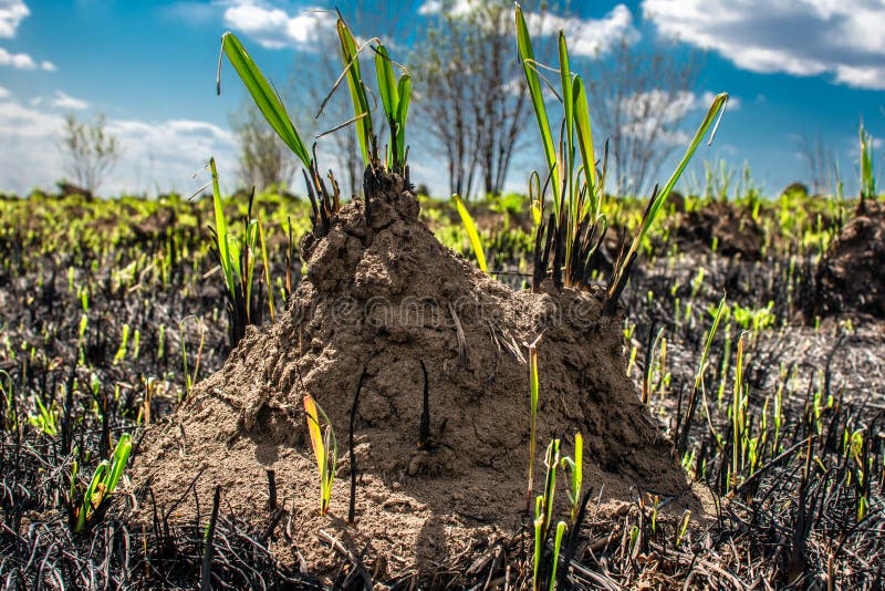 Ameisenhaufen im Gras stockbild. Bild von grün, hügel