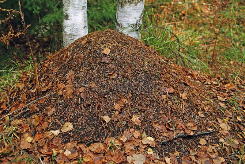 Ameisenhaufen im Wald stockfoto. Bild von zerbrechlich - 130144052