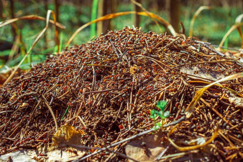 Ameisen Am Baum — Rezepte Suchen