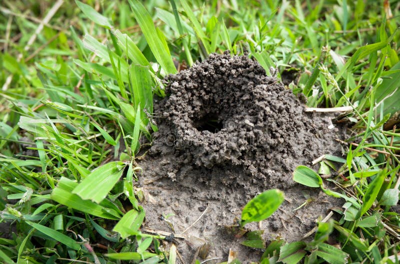 Ameisennest Auf Baum Stockfotos und Bilder Laden Sie 89 lizenzfreie