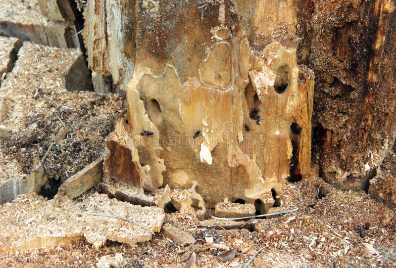 Ameisenplage eines Baums stockfoto. Bild von destroy