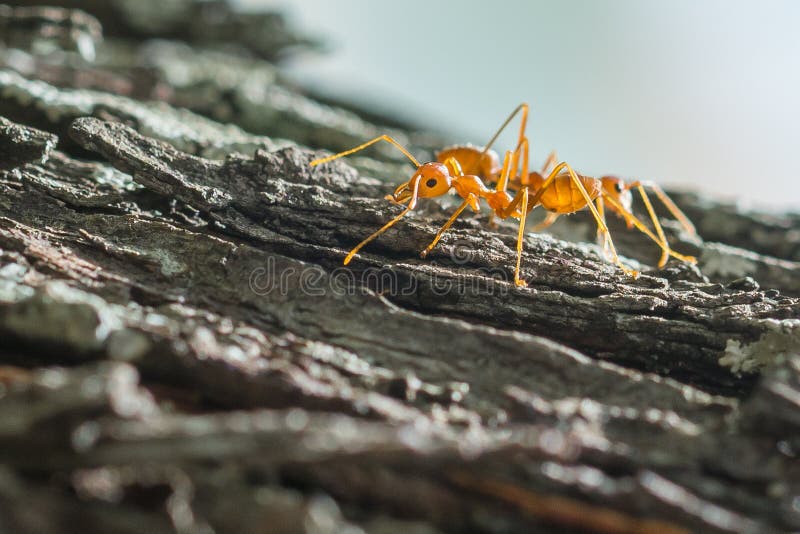 Ameisen Am Baum — Rezepte Suchen