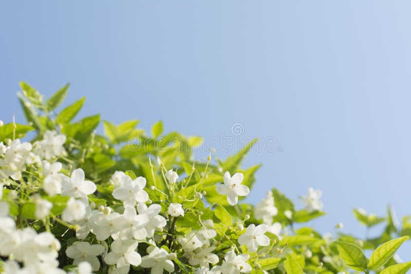 A ameixa selvagem bonita da água floresce com backgr do céu azul fotografia de stock A ameixa selvagem bonita da água floresce com backgr do céu azul fotografia de stock