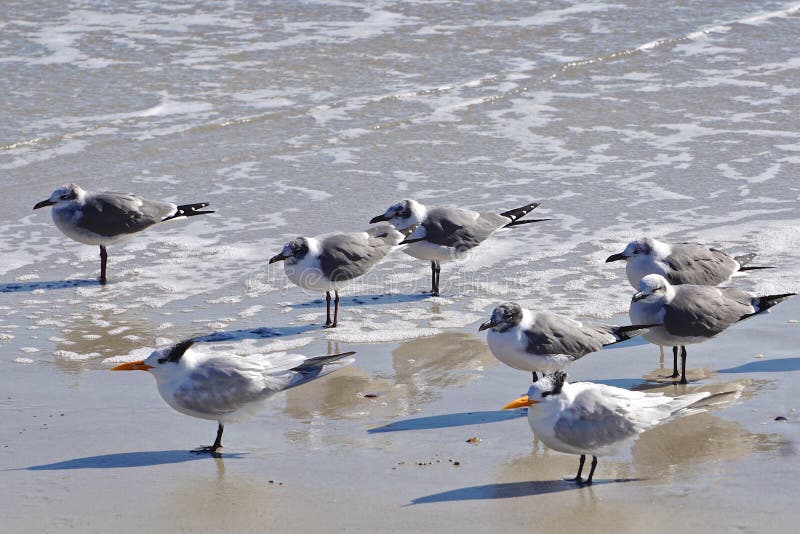Amelia Island, Florida, USA: Laughing gulls and royal terns royalty free stock photography Amelia Island, Florida, USA: Laughing gulls and royal terns royalty free stock photography