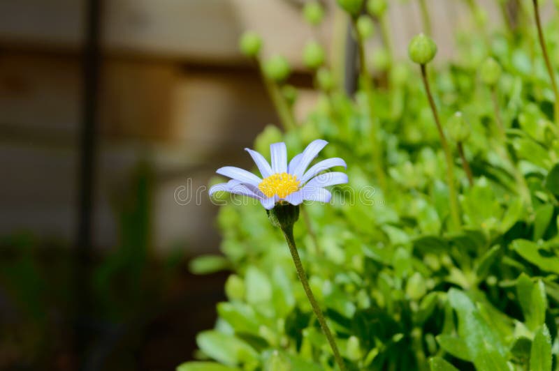 Felícia amelloides roxa fotografia de stock