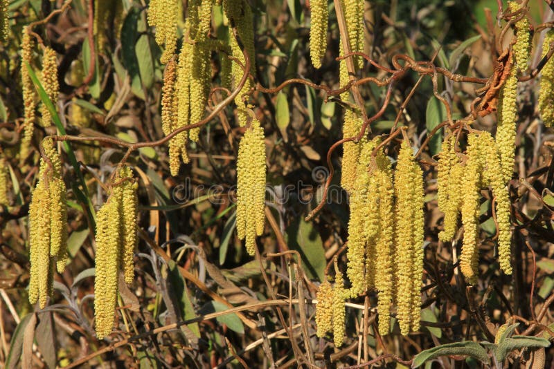 Amentos Masculinos De La Flor Del Avellano Foto De Archivo - Imagen De ...