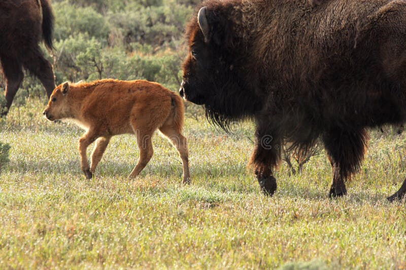 America Bison Calf and Cow