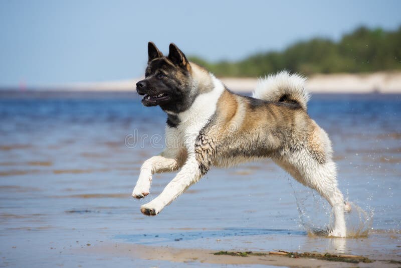 American akita dog playing on a beach