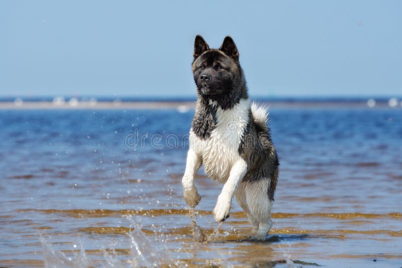 Resultado de imagen para akita dog, running