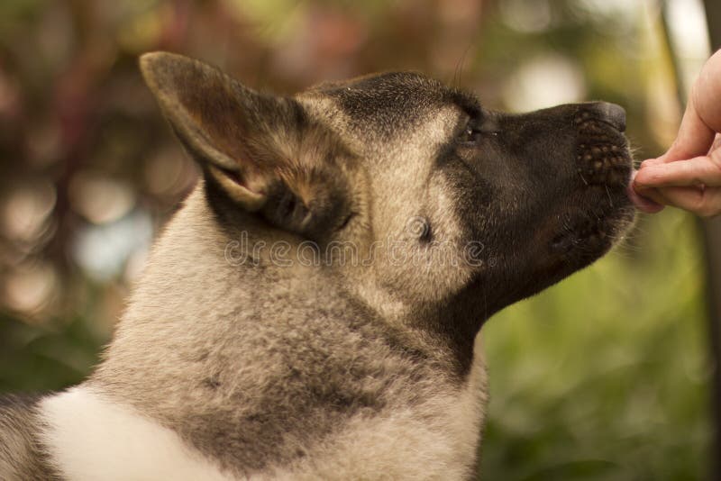 American Akita Eating Treat