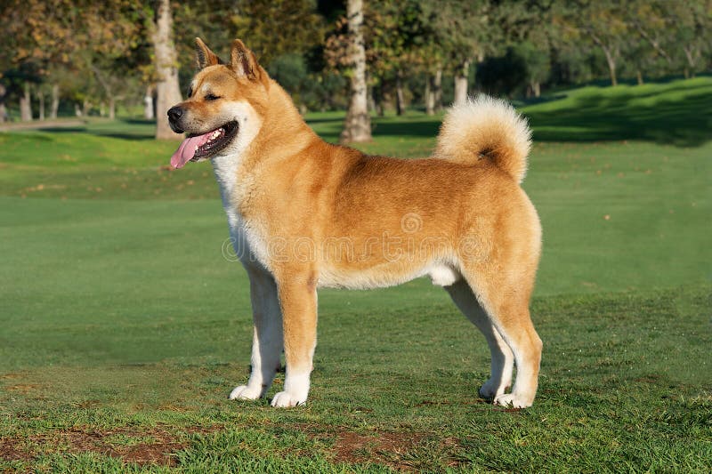 purebred american akita