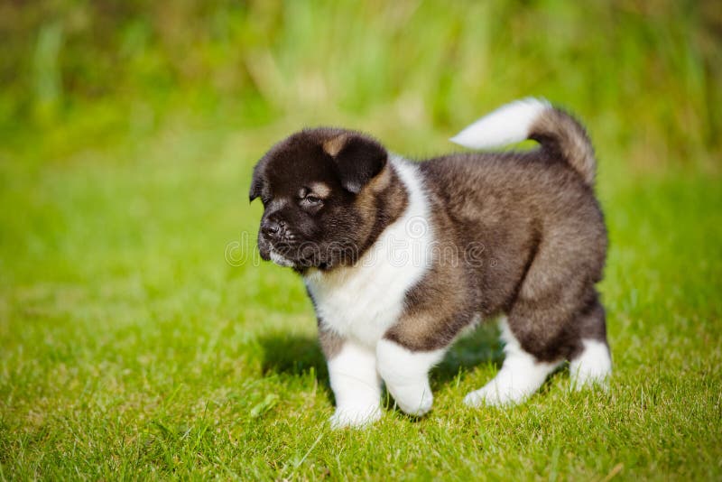 American akita puppy stock image. Image of female ...