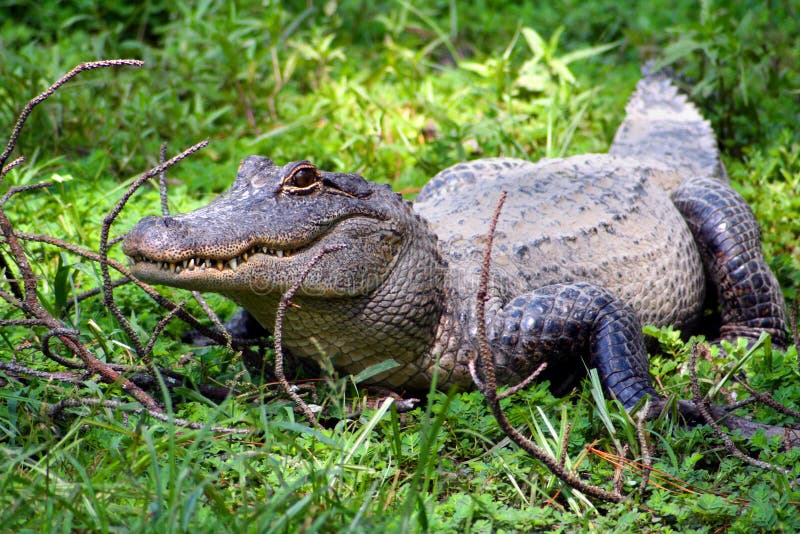 American Alligator stock images American Alligator stock images