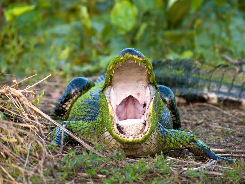 American alligator