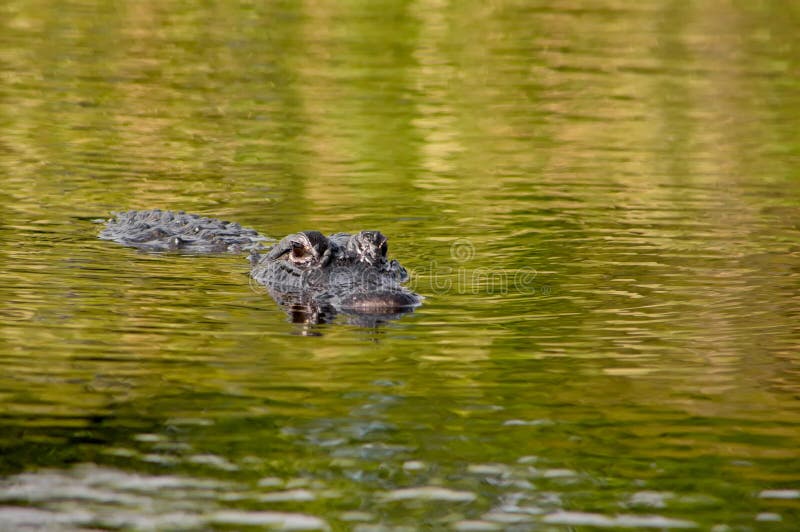 American Alligator royalty free stock images