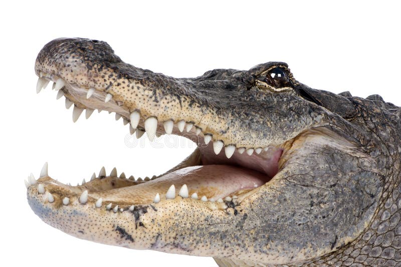 American Alligator (30 years)