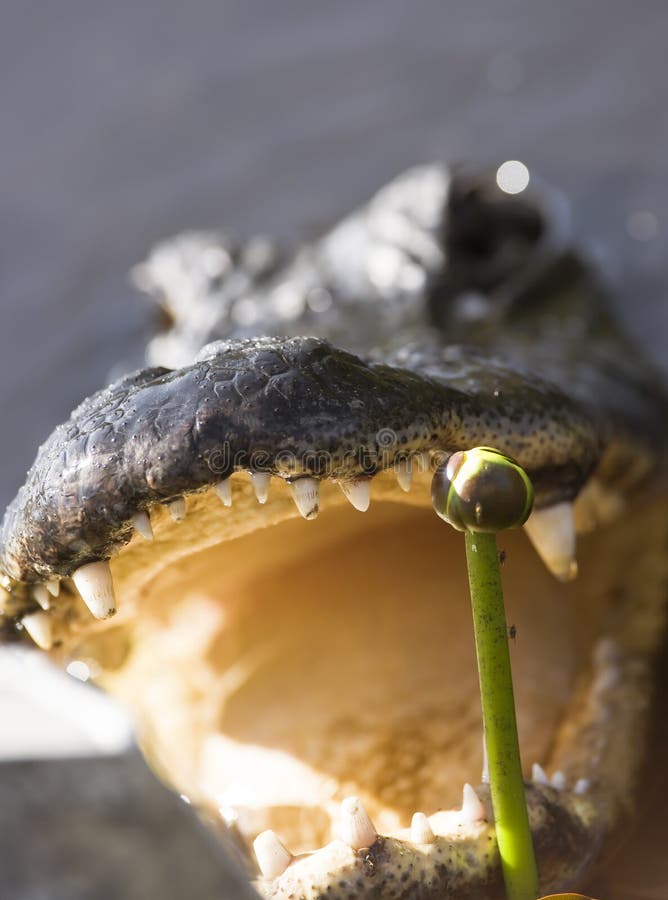 American Alligator royalty free stock photography