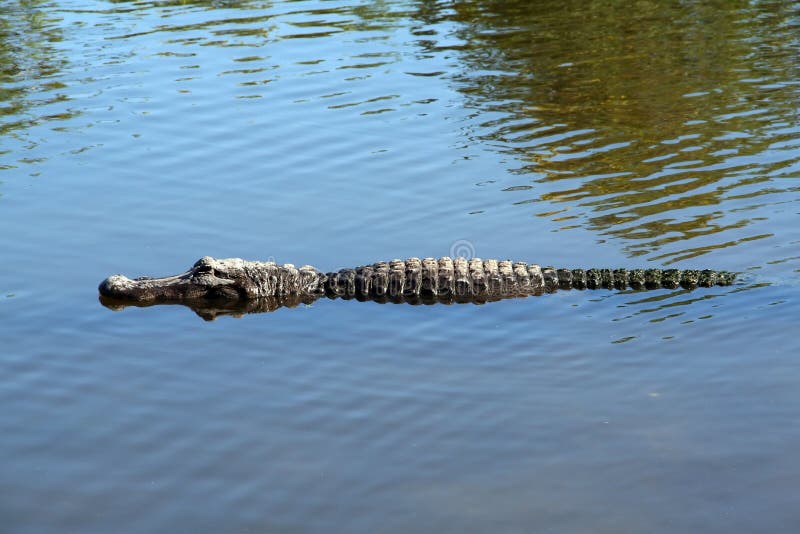 American Alligator royalty free stock images